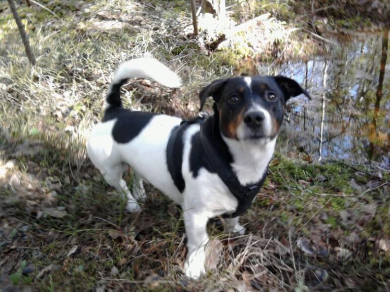 Jackrussellinterrieri