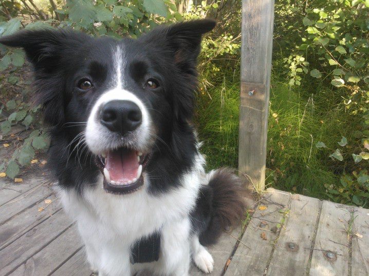 Bordercollie