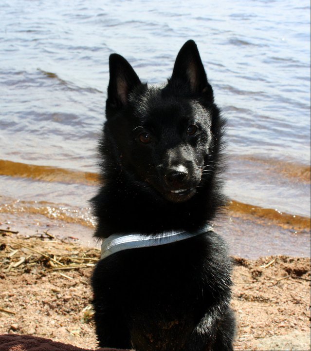 Schipperke