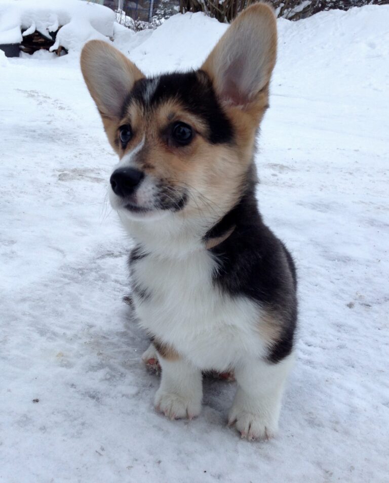 Welsh corgi pembroke