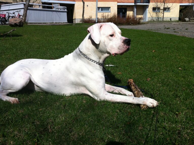 Dogo argentino