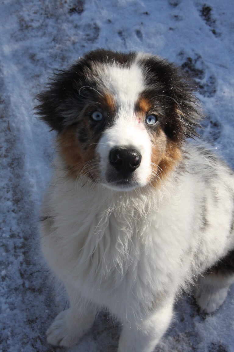 Australian Shepherd