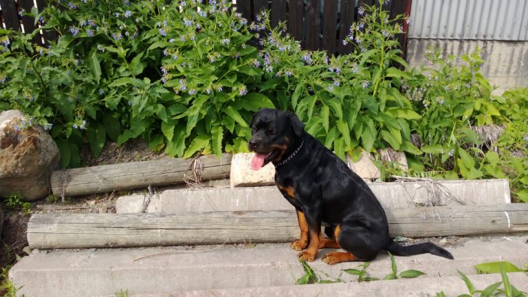 Rottweiler