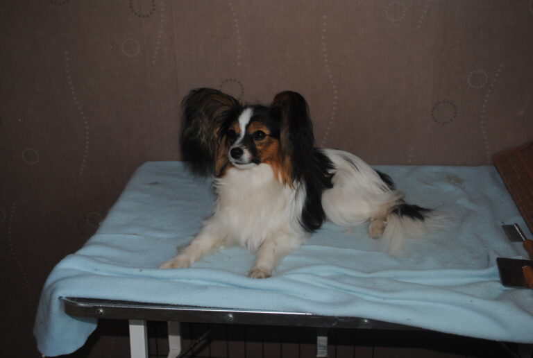 Papillon Tove