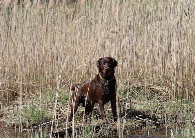 Labrador retriever Denise Martis