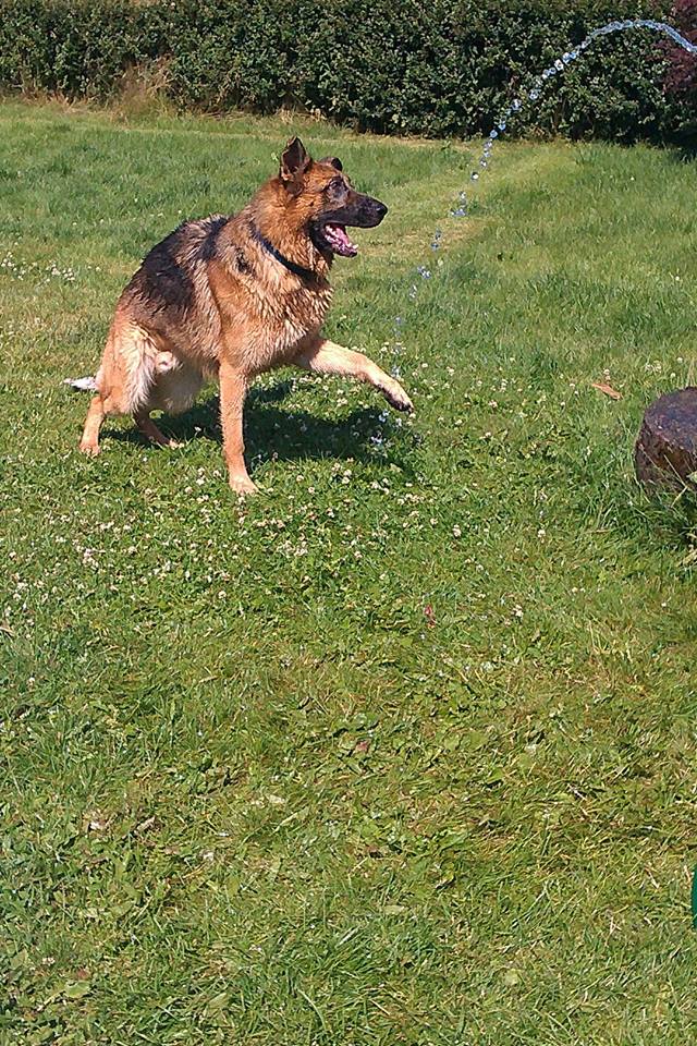 Tysk schäferhund Lillis