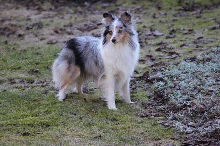 Shetland sheepdog Angelica