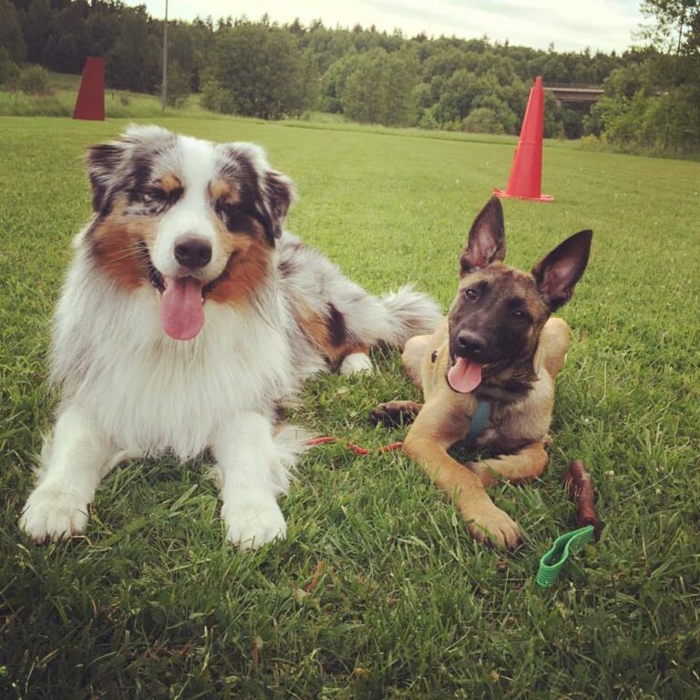 Australian shepherd Cassandra