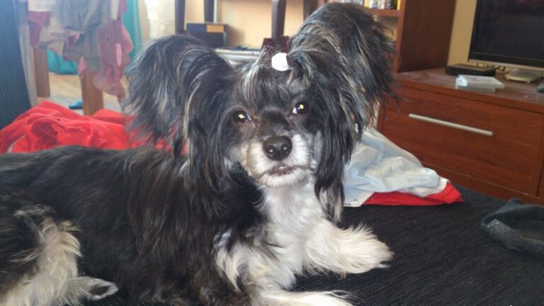 Chinese crested dog Jessica