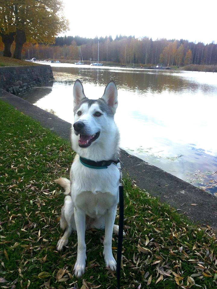 Siberian husky Alicia