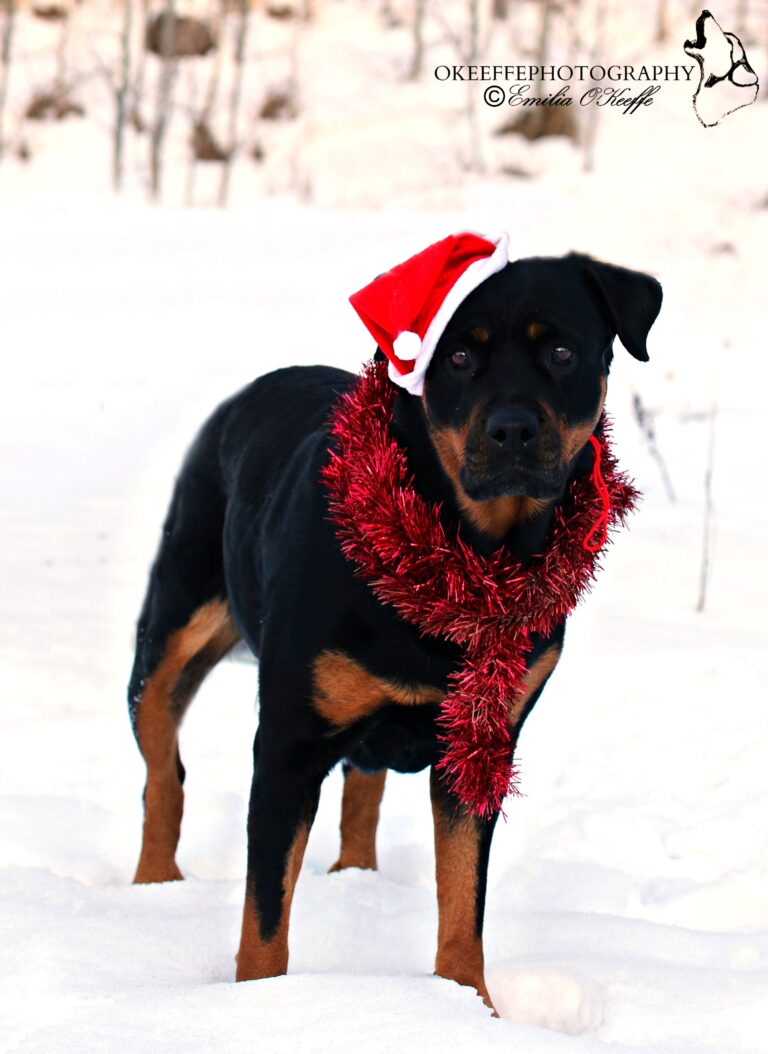 Rottweiler Emilia