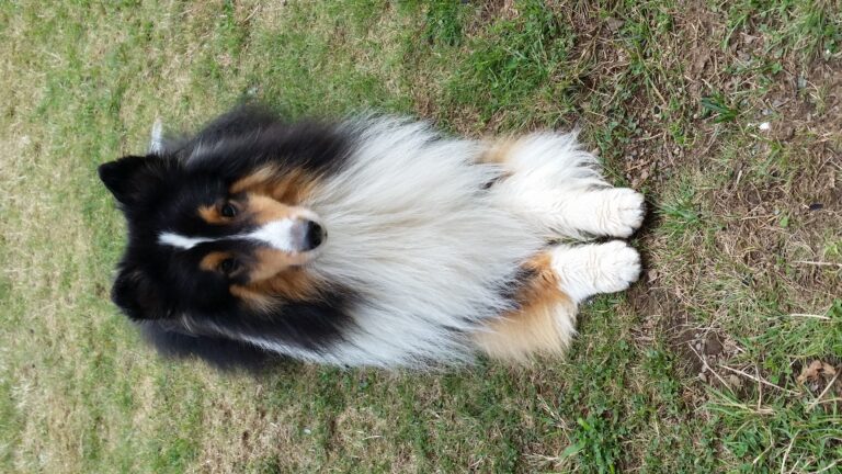 Shetland sheepdog Mimi