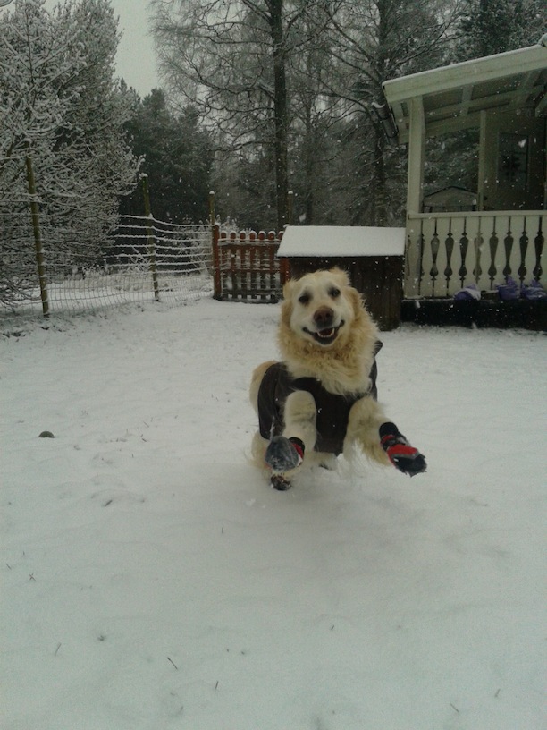 Golden retriever Melissa