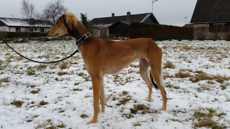 Saluki Jeanette