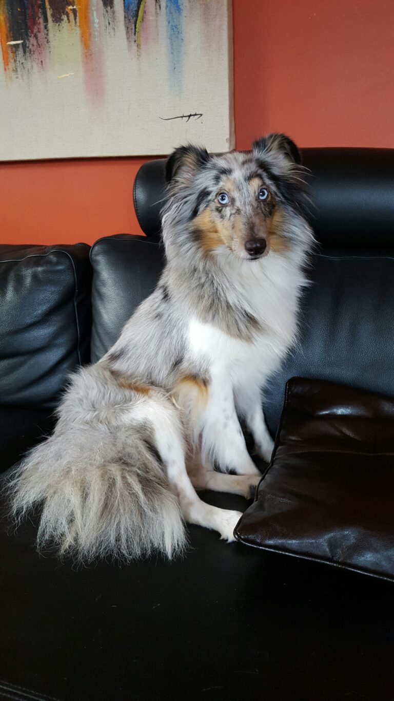 Shetland sheepdog Eyla