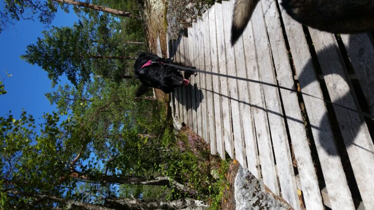 Border collie Simone