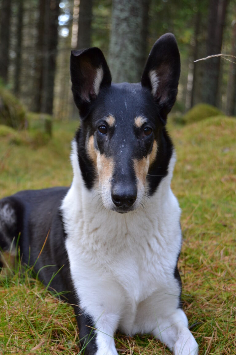 Korthårig collie Lina