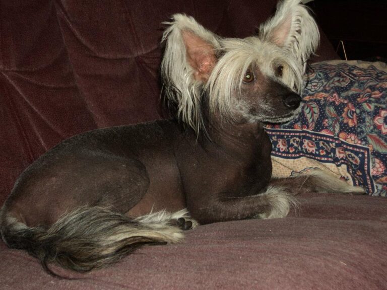 Chinese crested dog Marina