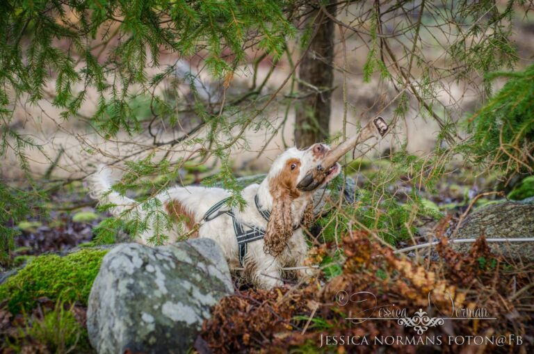 Cocker spaniel Therese Hansson