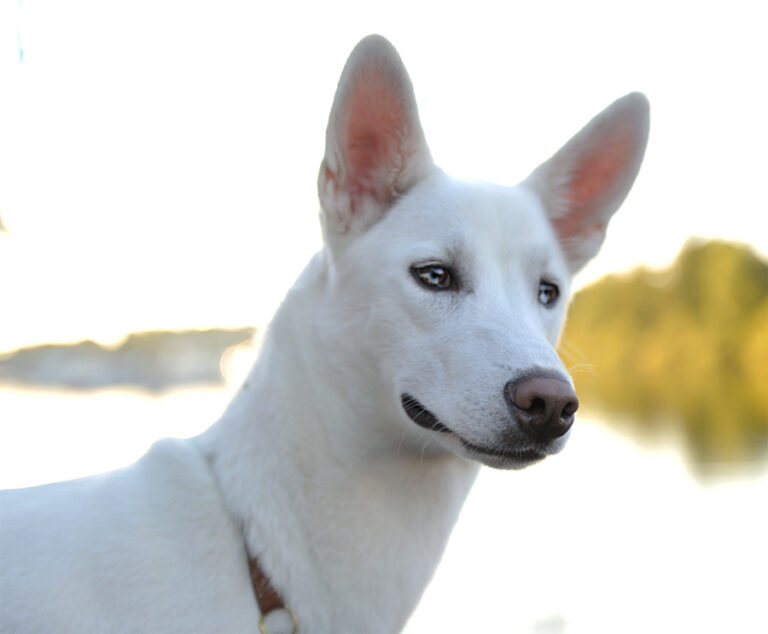 Siberian husky sandra