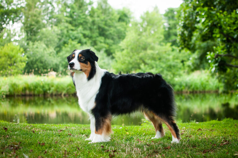 Australian shepherd Malva