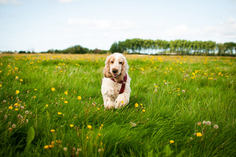 Cocker spaniel Lumos