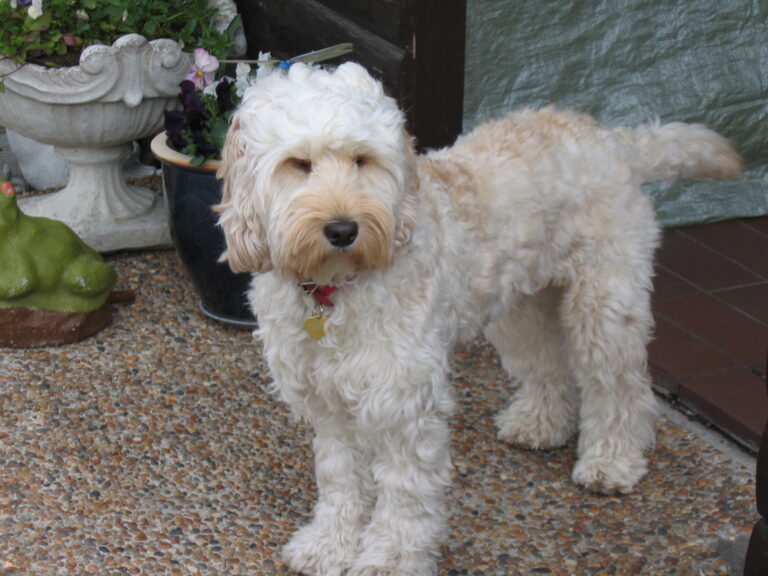 Cocker spaniel Sandra