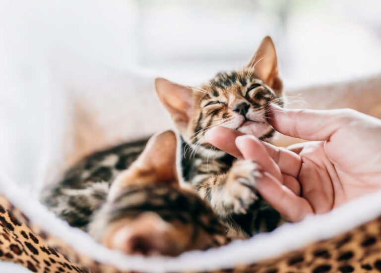 Fördelar med smakupplevelser för kattungar