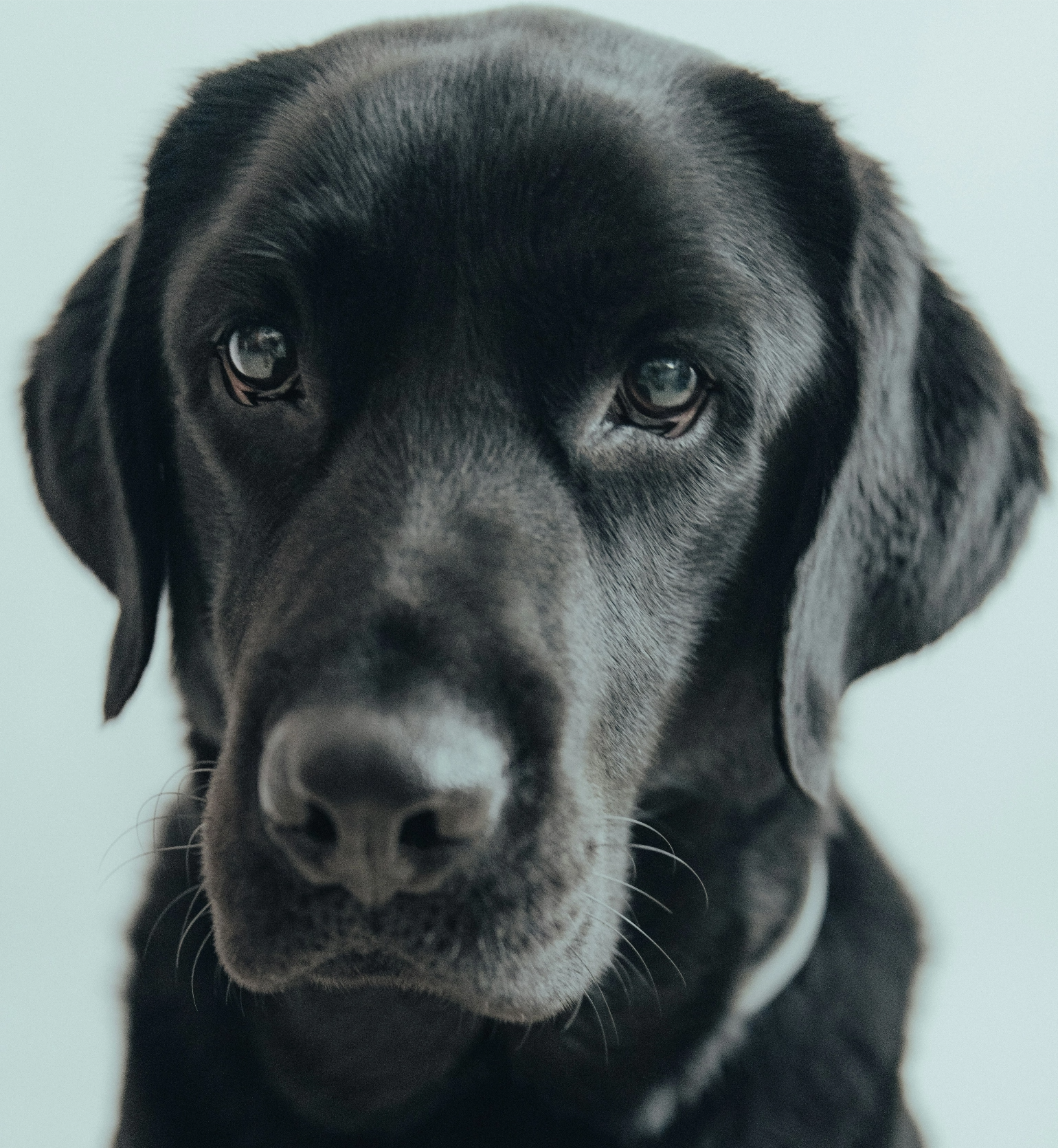 labradorinnoutaja kasvokuva luonne