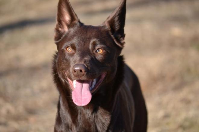 australian kelpie mush