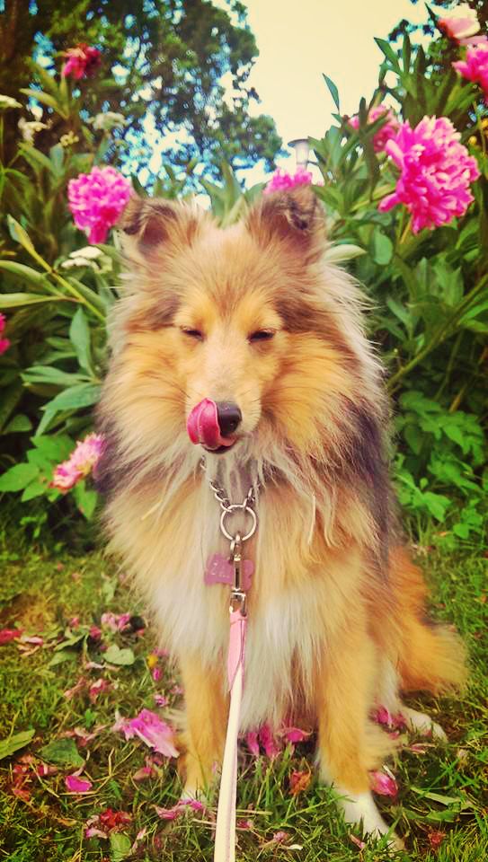 Shetland sheepdog Fredrika