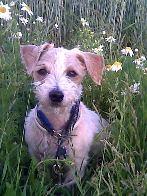 Jack russell terrier ulla