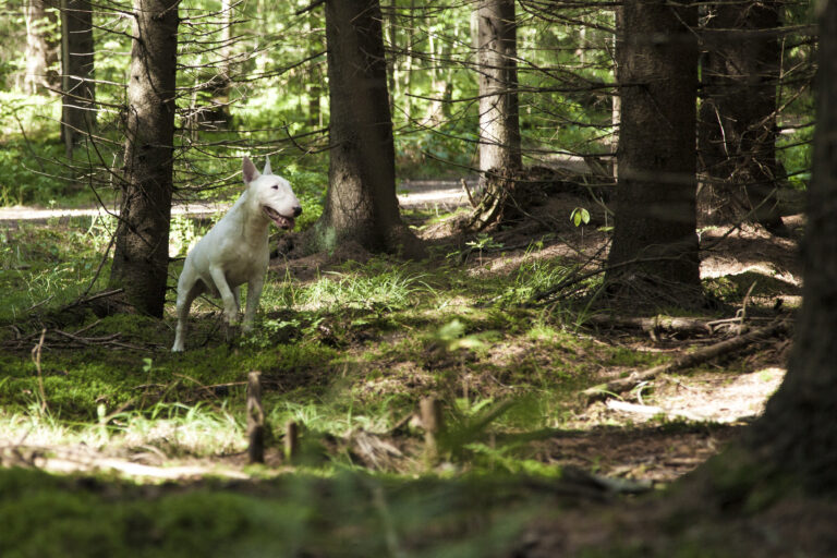 När vikten är av vikt – aktivering och kost för hund