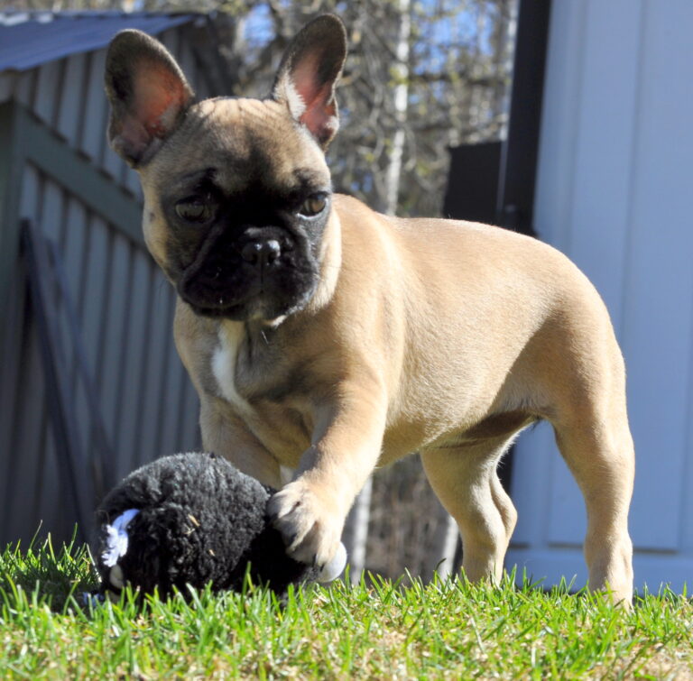 Fransk bulldogg Madde Balkerud