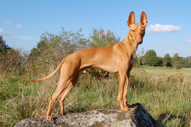 Cirneco dell’etna Sofia