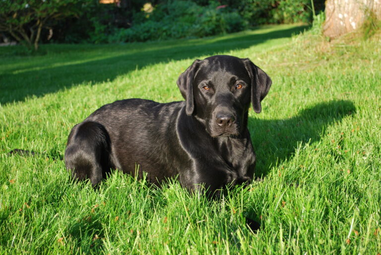 Labrador retriever Kristina