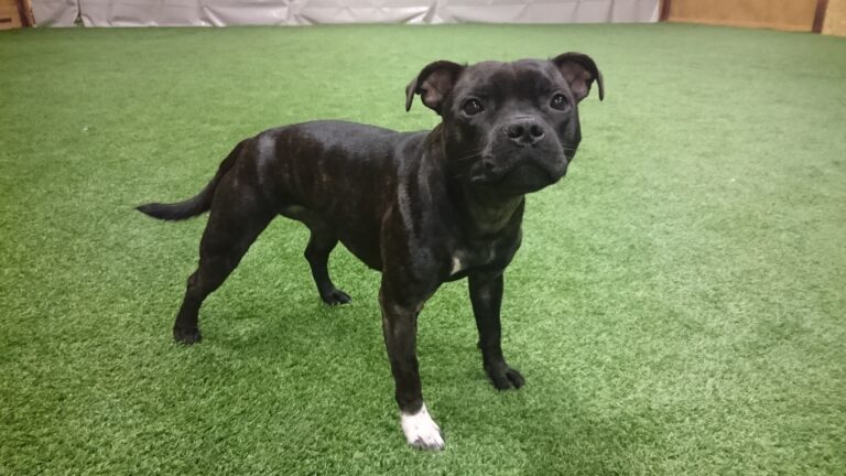 Staffordshire bullterrier Lava