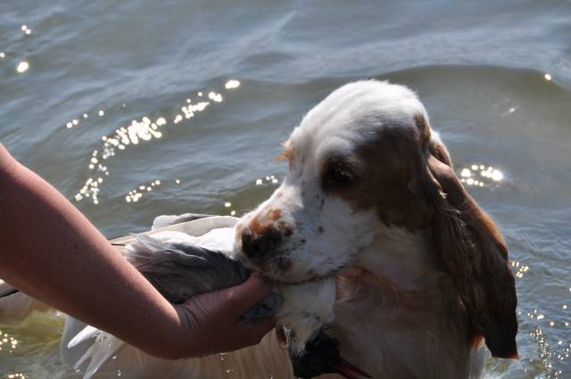 Cocker spaniel Therese