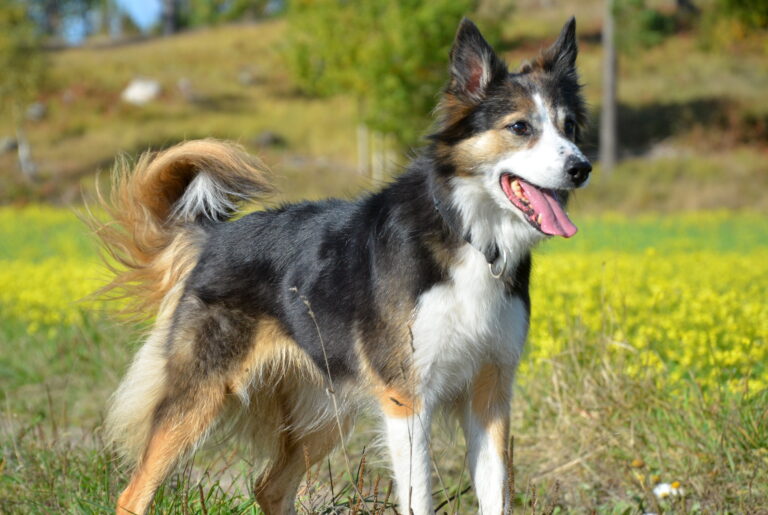 Border collie PG