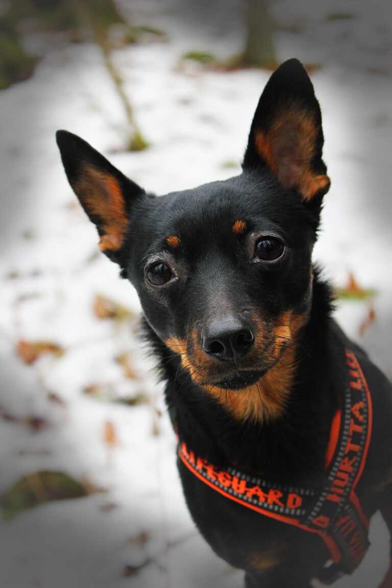 Lancashire heeler Olivia