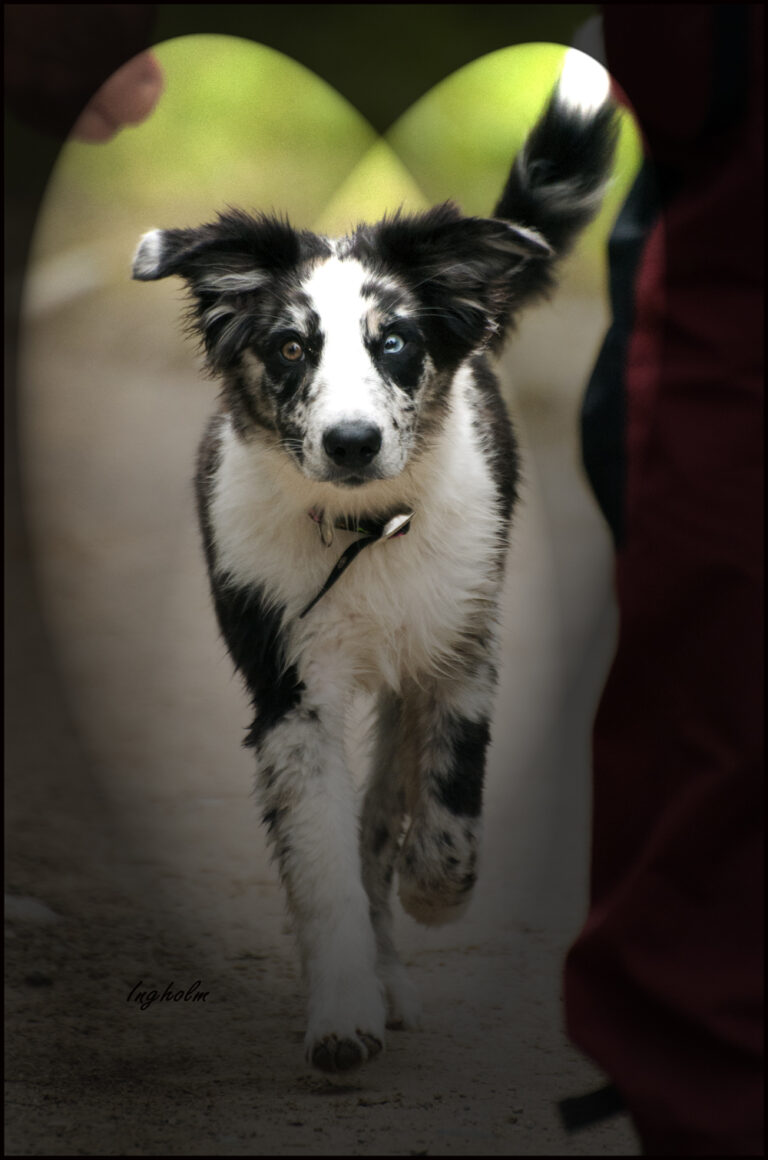 Australian shepherd Jinx