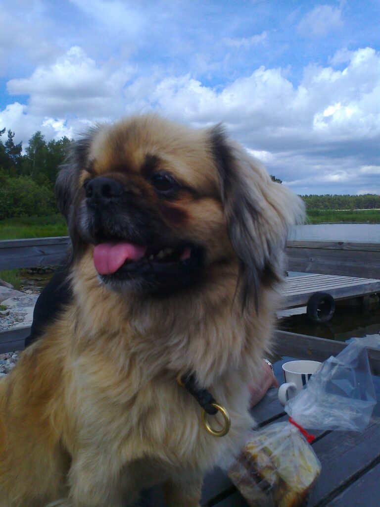 Tibetansk spaniel Tina