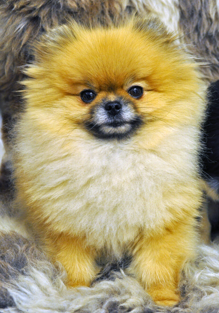 Pomeranian Annika