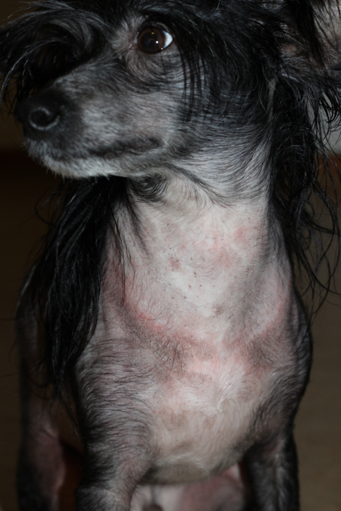 Chinese crested dog Madeleine