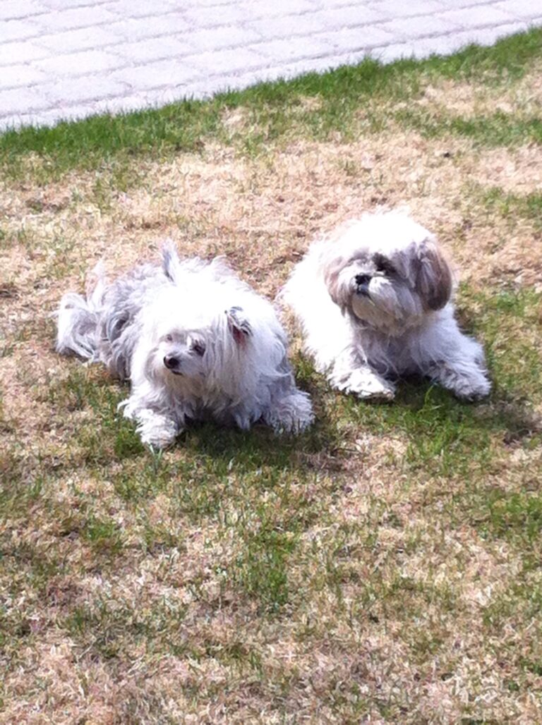 Lhasa apso Molly och Siri