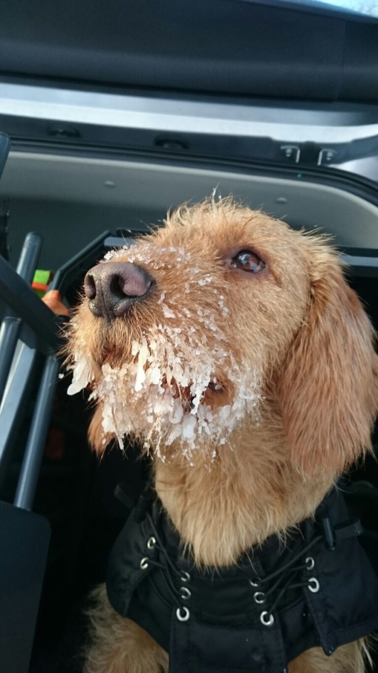 Basset fauve de bretagne Pompes matte