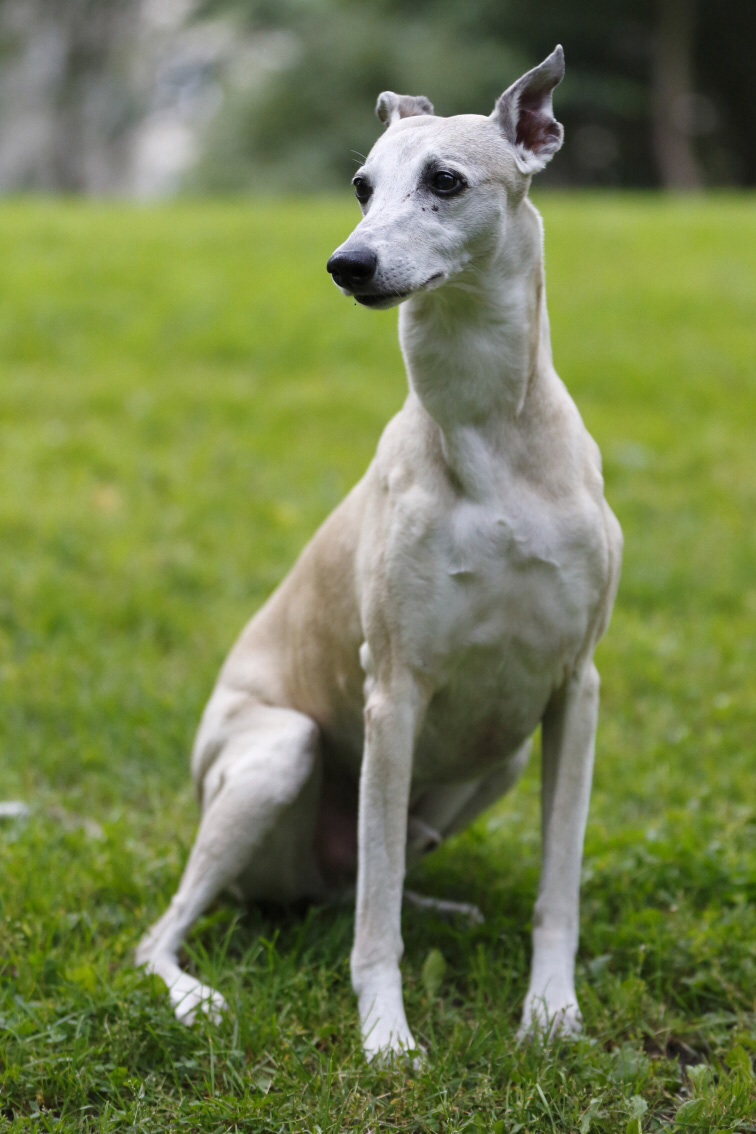 Whippet Nina Renkse