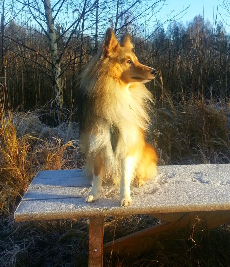 Shetland sheepdog Ulrika