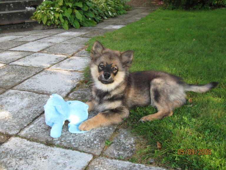 Finsk lapphund Marita