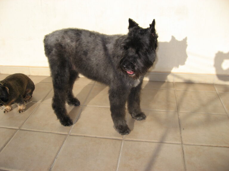 Bouvier des flandres Waja,Chica o. Irvin